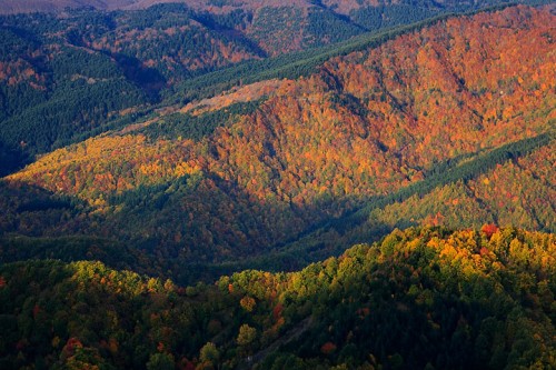 Foresta di Campigna, P.N. Foreste Casentinesi