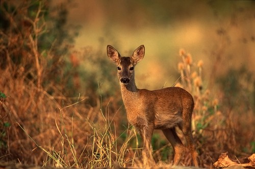 Capriolo (Capreolus capreolus) Toscana