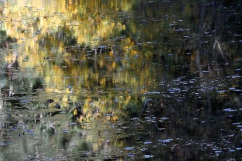 Riflessi nell'acqua Foreste casentinesi