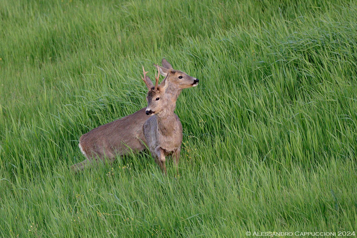 Capriolo, Capreolus capreolus: Capriolo, Capreolus capreolus