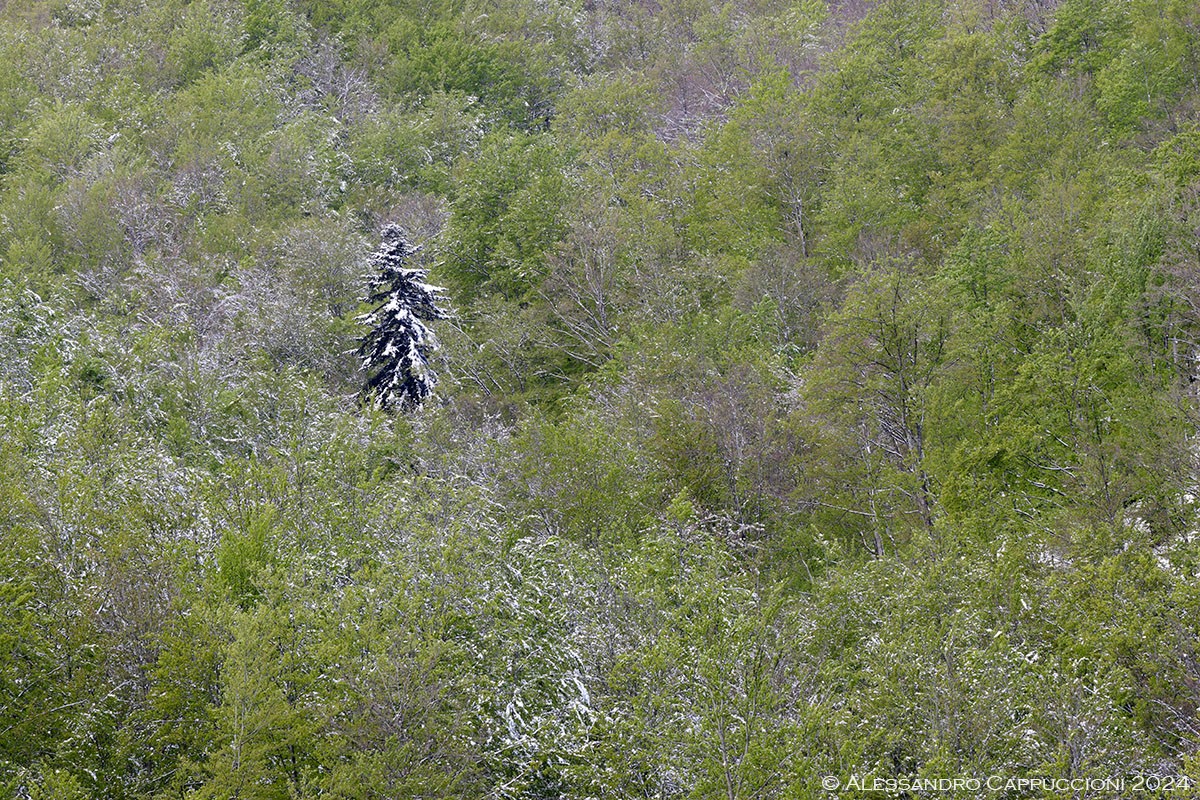 Foresta di Vallombrosa: Foresta di Vallombrosa