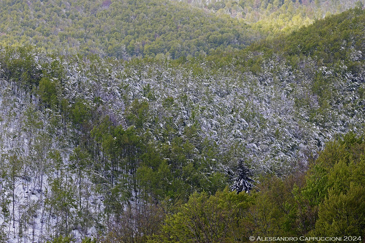 Foresta di Vallombrosa: Foresta di Vallombrosa