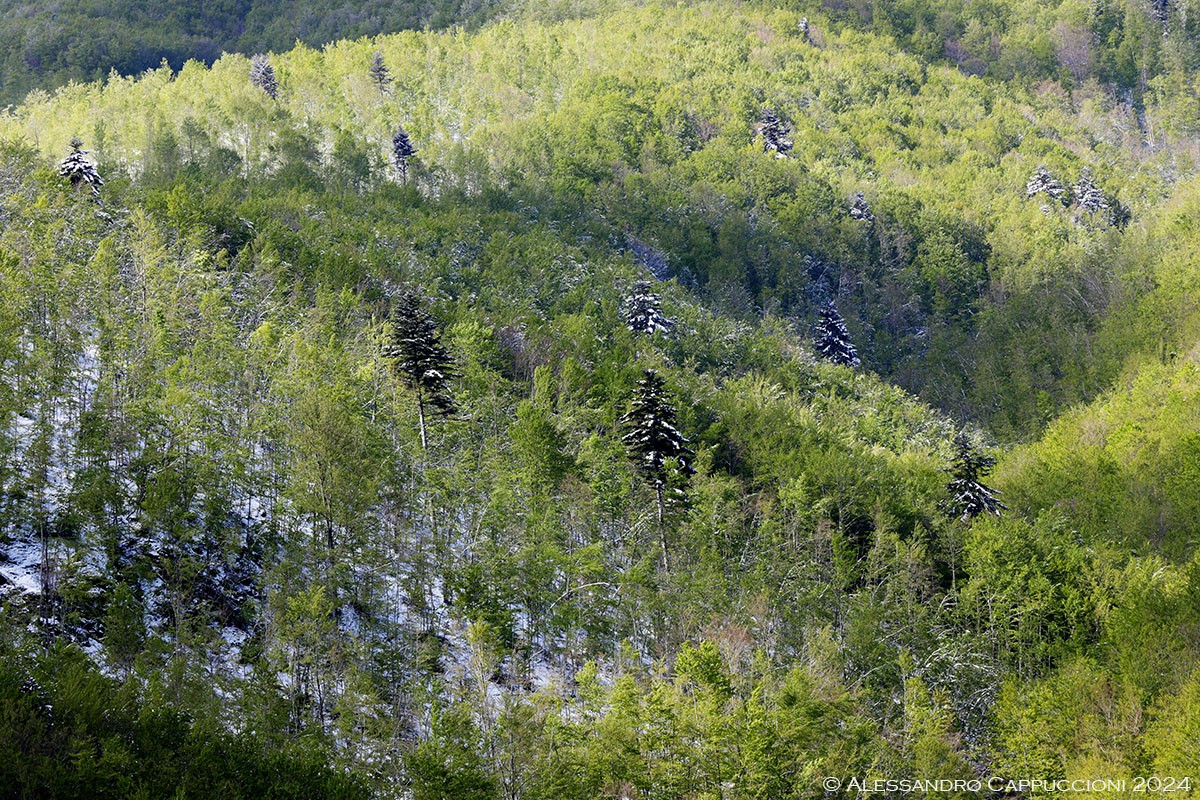 Foresta di Vallombrosa: Foresta di Vallombrosa