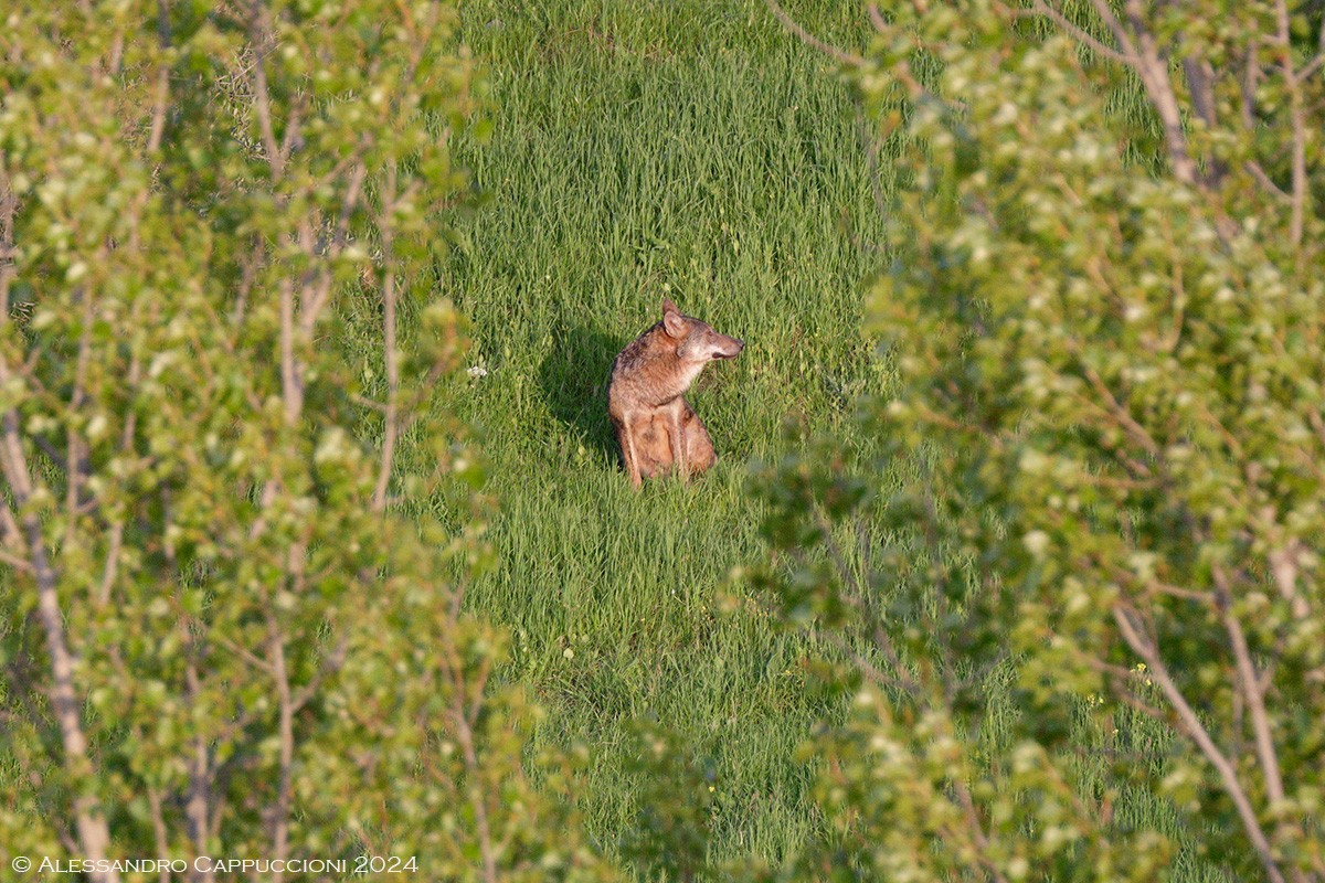 Lupo, Canis lupus: Lupo, Canis lupus