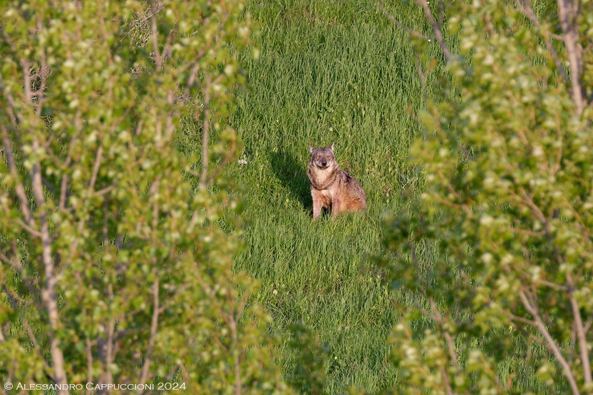 Lupo, Canis lupus: Lupo, Canis lupus