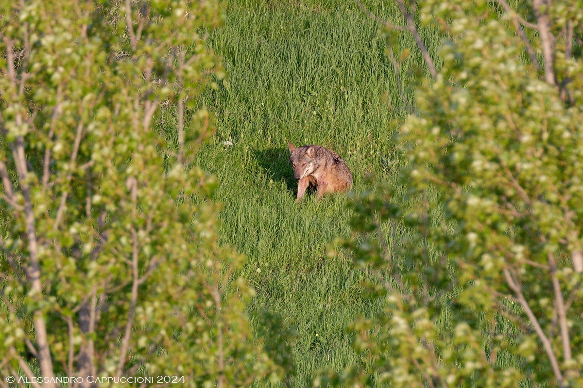 Lupo, Canis lupus: Lupo, Canis lupus