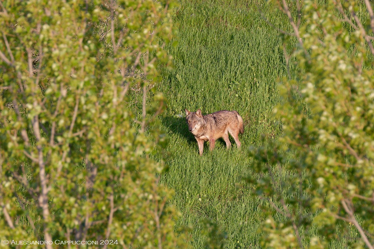 Lupo, Canis lupus: Lupo, Canis lupus