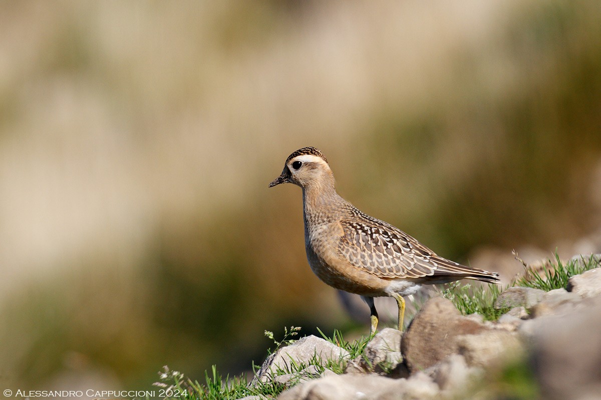 Piviere tortolino (charadrius morinellus: Piviere tortolino (charadrius morinellus)