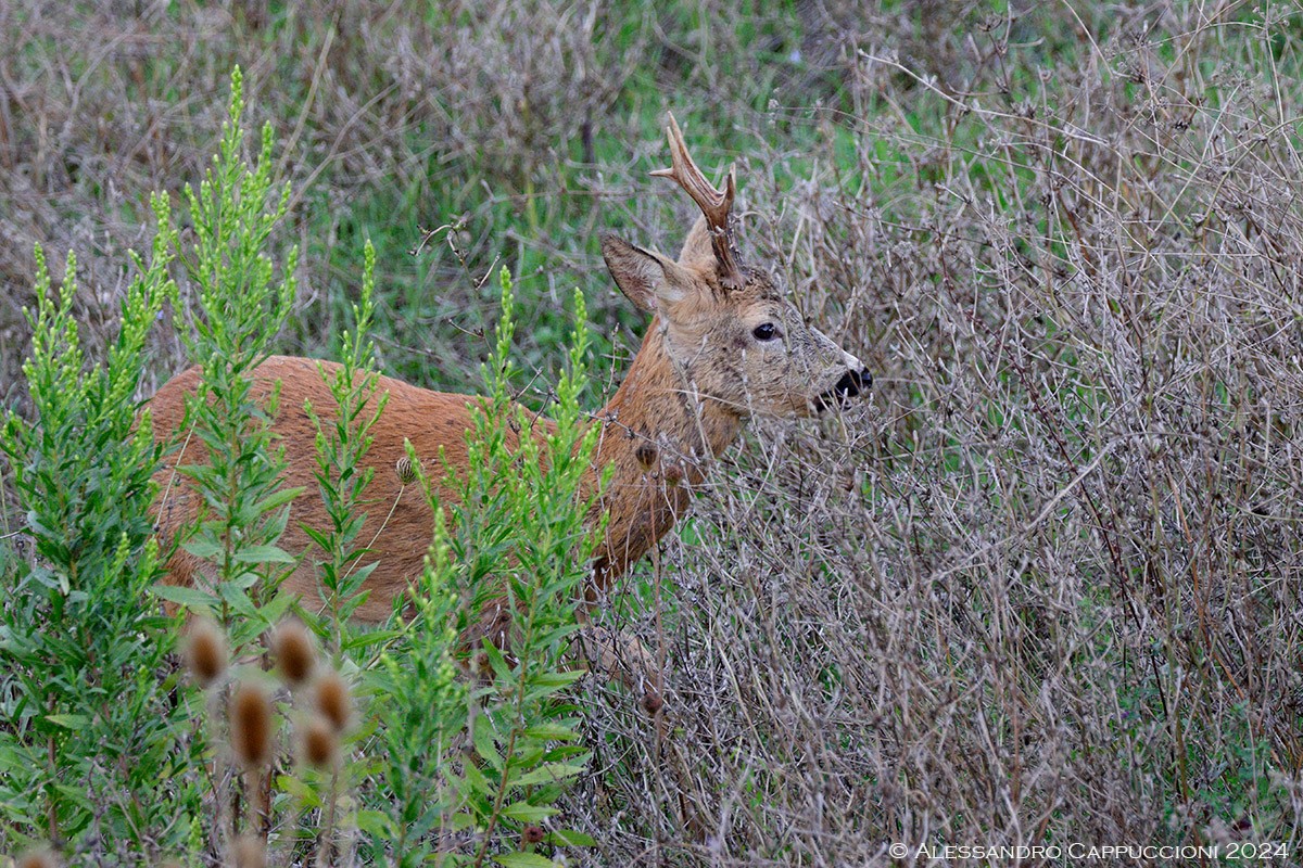 Capriolo, Capreolus capreolus: Capriolo, Capreolus capreolus