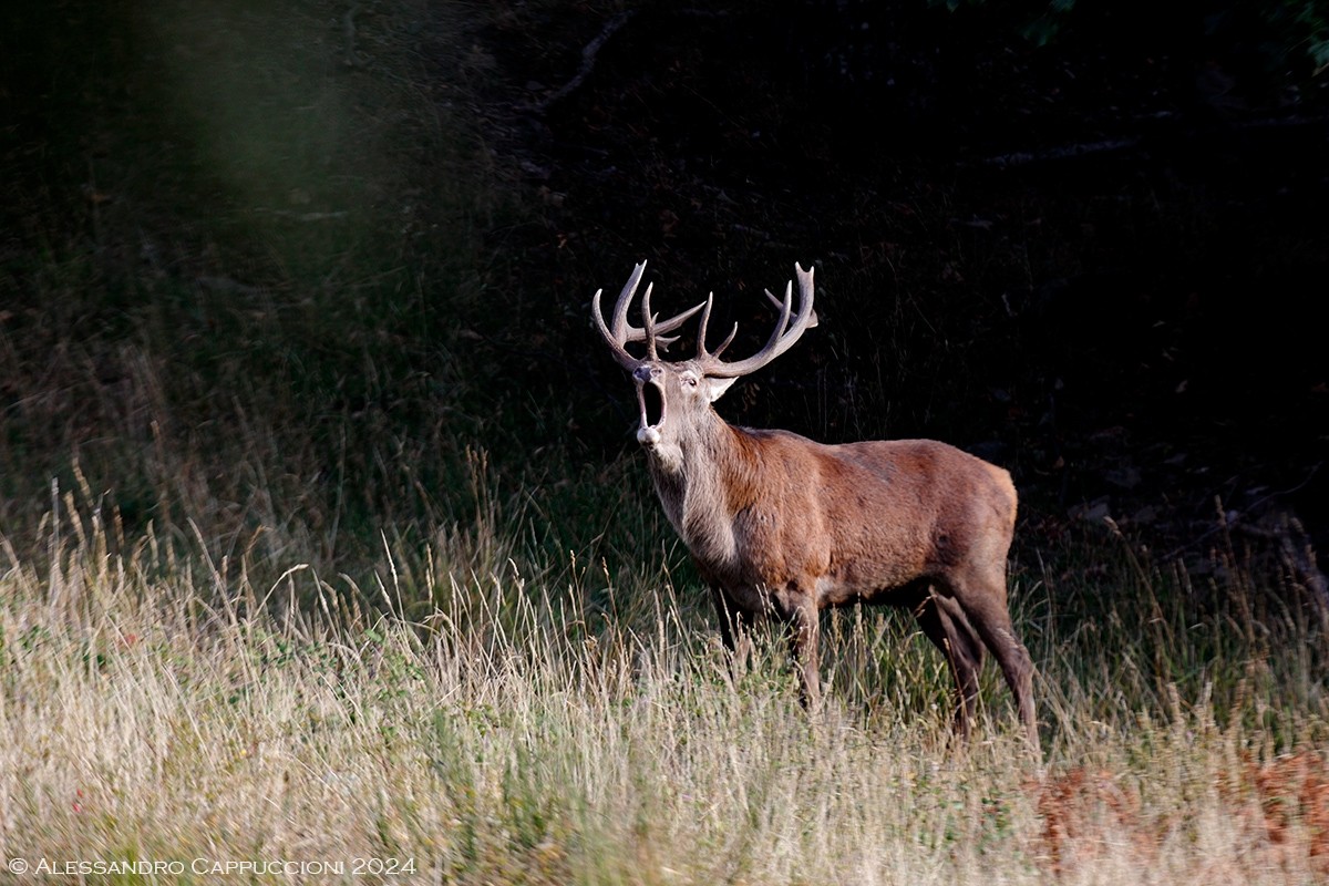 Cervo, Cervus elaphus: Cervo, Cervus elaphus