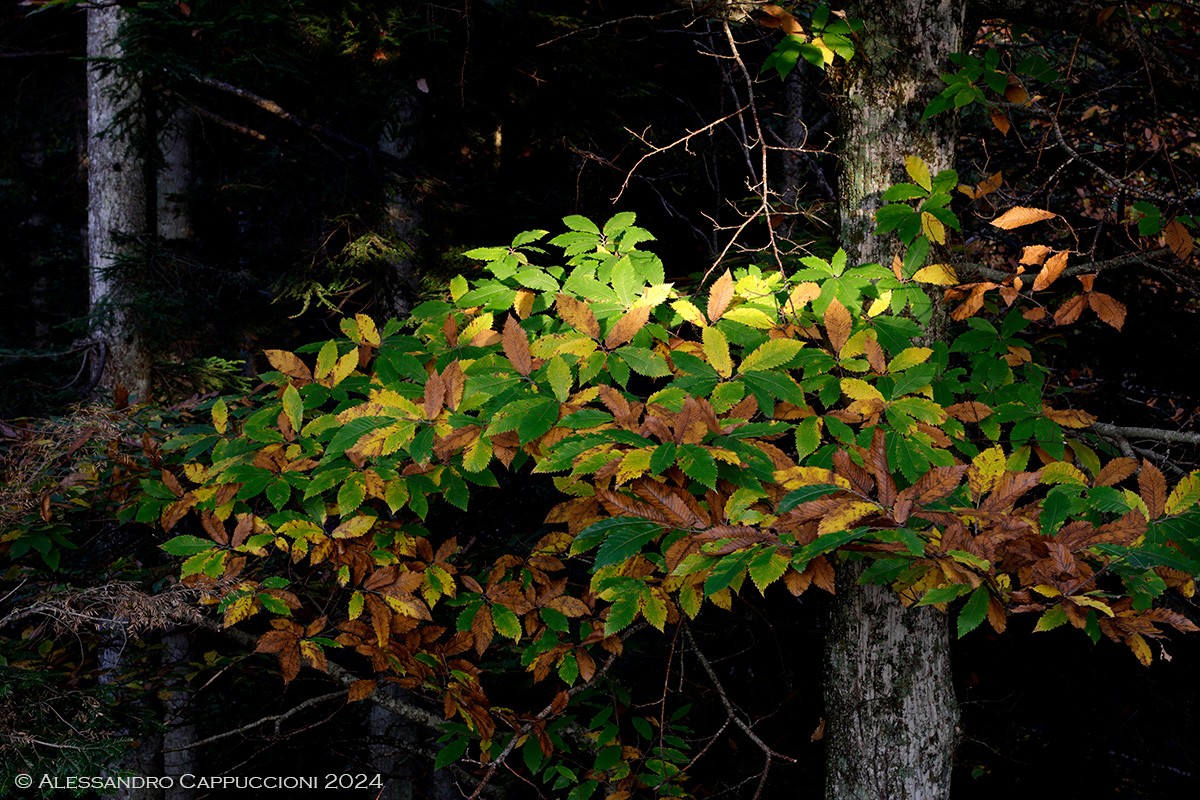 Autunno, Foresta di Vallombrosa: Autunno, Foresta di Vallombrosa