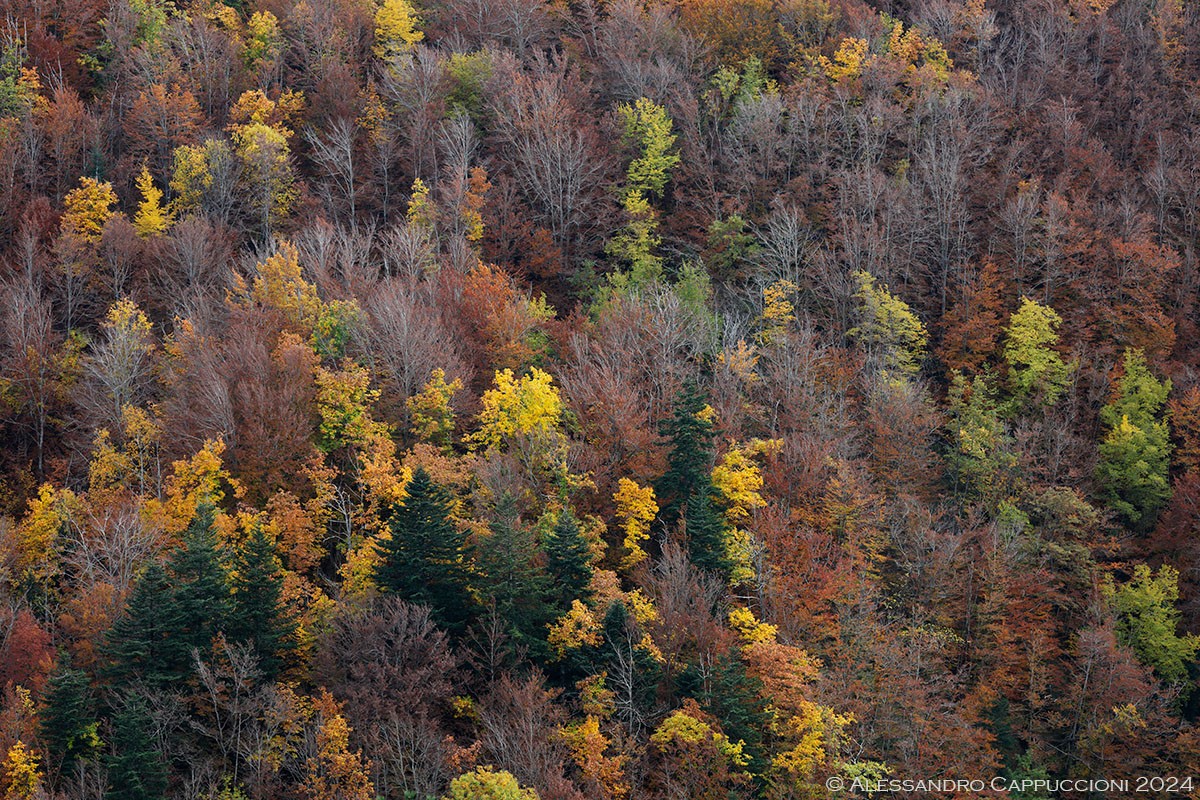 Autunno, Foresta di Vallombrosa: Autunno, Foresta di Vallombrosa