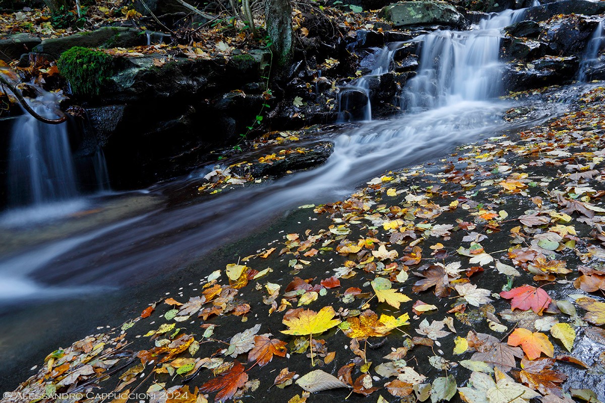 Autunno, Foresta di Vallombrosa: Autunno, Foresta di Vallombrosa