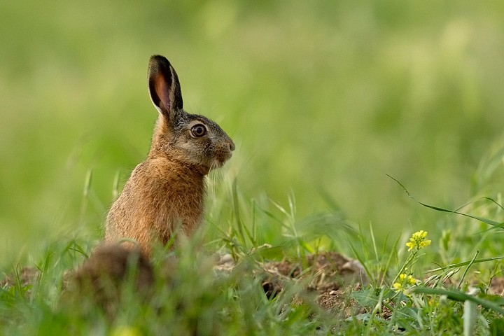 Lepre juv. (Lepus europaeus) Toscana: Lepre juv. (Lepus europaeus) Toscana