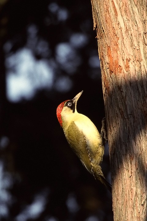 Picchio verde (Picus viridis) Toscana: Picchio verde (Picus viridis) Toscana