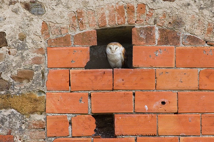 Barbagianni (Tyto alba) Toscana: Barbagianni (Tyto alba) Toscana