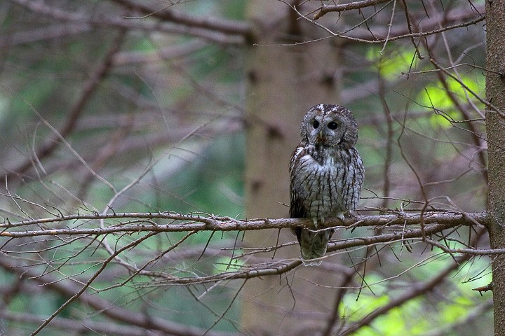 Allocco (Strix aluco) P.N. Foreste Casentinesi: Allocco (Strix aluco) P.N. Foreste Casentinesi