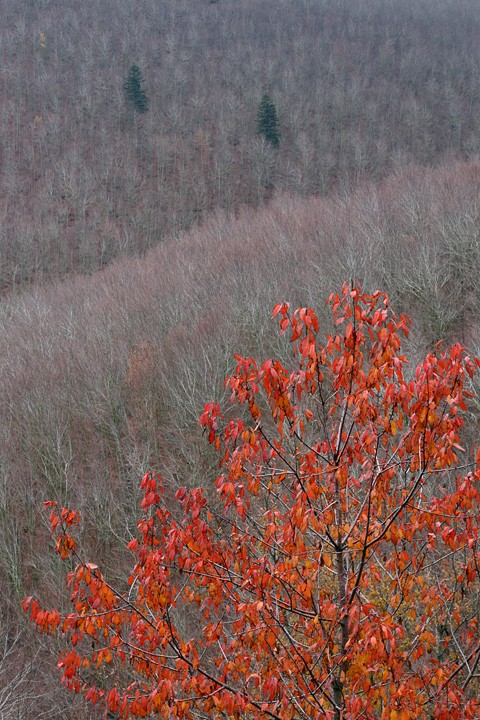 Rosso nel bosco, Monte Secchieta Toscana: Rosso nel bosco, Monte Secchieta Toscana