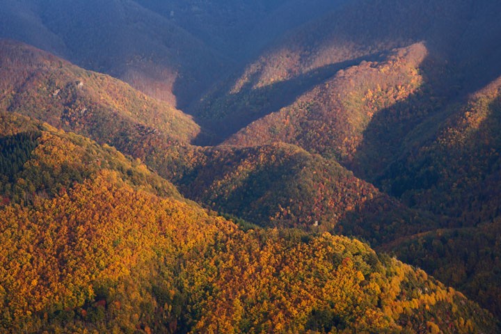 Foresta di Sant'Antonio: Foresta di Sant'Antonio