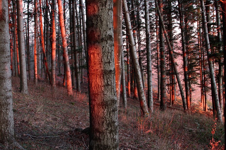 Tramonto nella foresta: Tramonto nella foresta