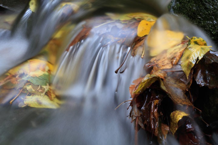 Foglie nel torrente: Foglie nel torrente