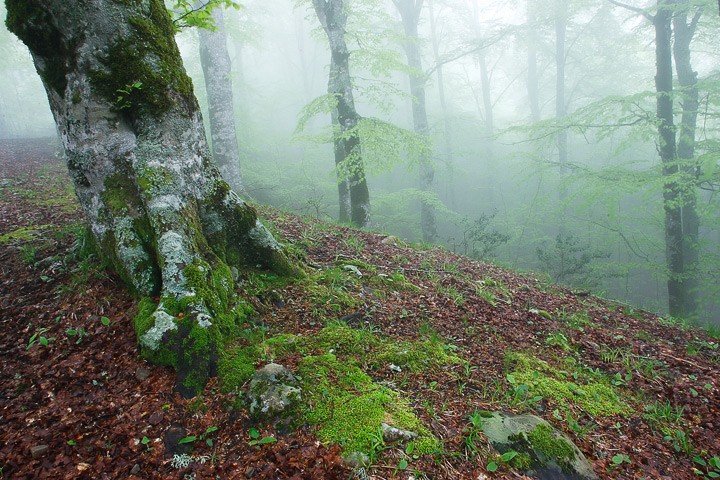 Primavera nella faggeta di Vallombrosa: Primavera nella faggeta di Vallombrosa