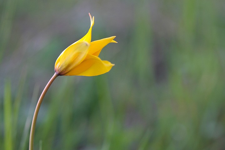 Tulipano selvatico: Tulipano selvatico