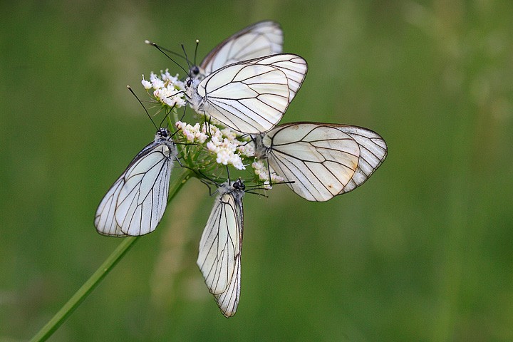 Aporia crataegi PNF Casentinesi: Aporia crataegi PNF Casentinesi