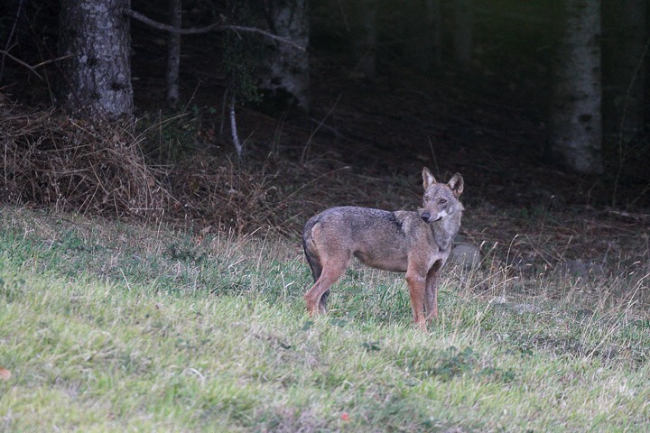 Lupo (Canis lupus) PNF Casentinesi: Lupo (Canis lupus) PNF Casentinesi