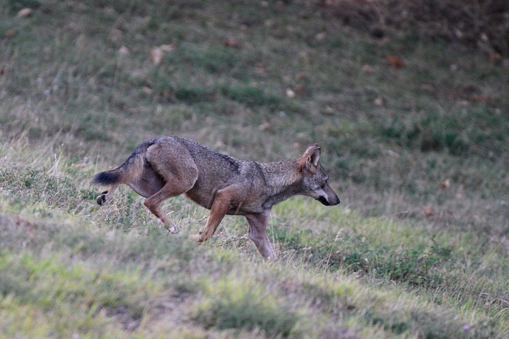 Lupo (Canis lupus) PNF Casentinesi: Lupo (Canis lupus) PNF Casentinesi