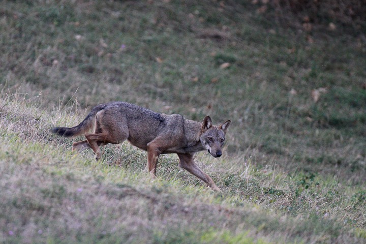 Lupo (Canis lupus) PNF Casentinesi: Lupo (Canis lupus) PNF Casentinesi