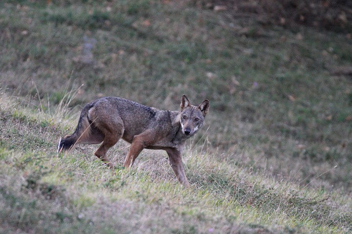 Lupo (Canis lupus) PNF Casentinesi: Lupo (Canis lupus) PNF Casentinesi