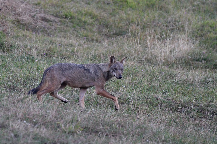 Lupo (Canis lupus) PNF Casentinesi: Lupo (Canis lupus) PNF Casentinesi