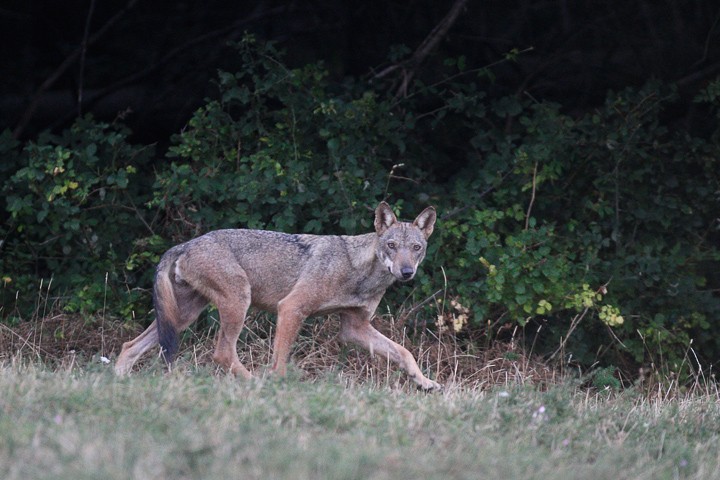 Lupo (Canis lupus) PNF Casentinesi: Lupo (Canis lupus) PNF Casentinesi