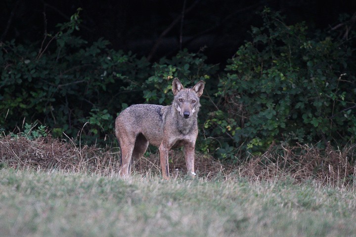 Lupo (Canis lupus) PNF Casentinesi: Lupo (Canis lupus) PNF Casentinesi