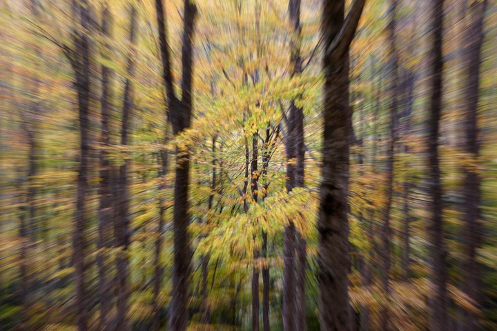 Visioni autunnali nella foresta di Vallombrosa: Visioni autunnali nella foresta di Vallombrosa