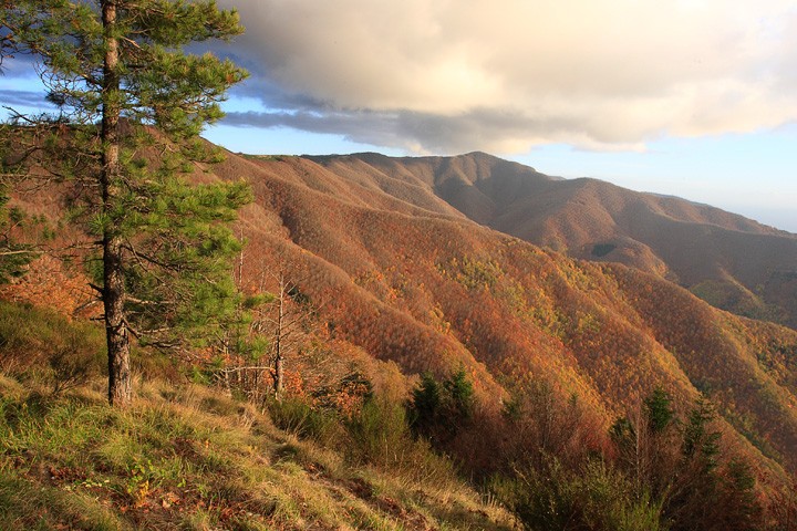 Autunno Foresta di Sant'Antonio: Autunno Foresta di Sant'Antonio