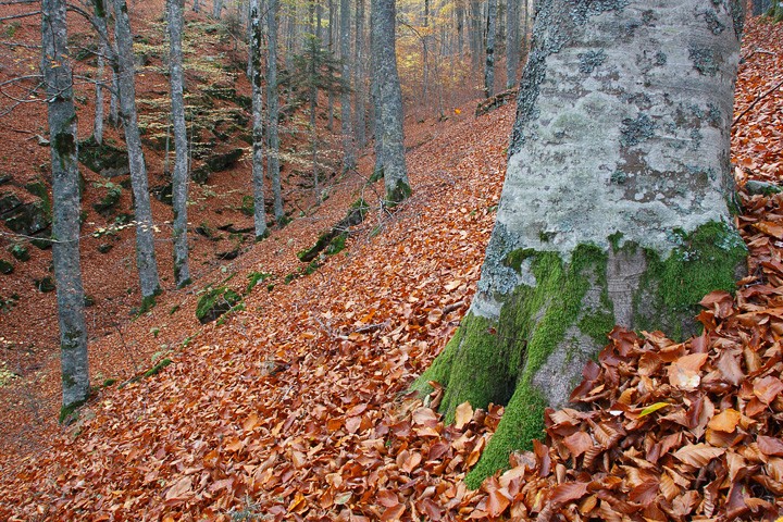 Faggeta in Autunno: Faggeta in Autunno