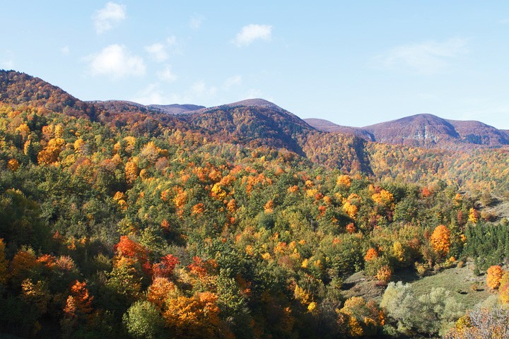 Autunno Foreste Casentinesi: Autunno Foreste Casentinesi