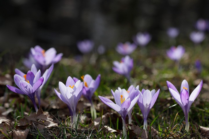 Crocus P.N.F. Casentinesi: Crocus P.N.F. Casentinesi