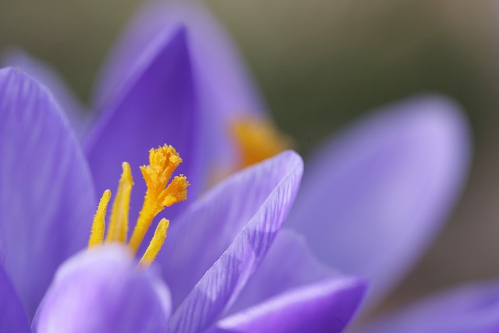 Crocus P.N.F. Casentinesi: Crocus P.N.F. Casentinesi