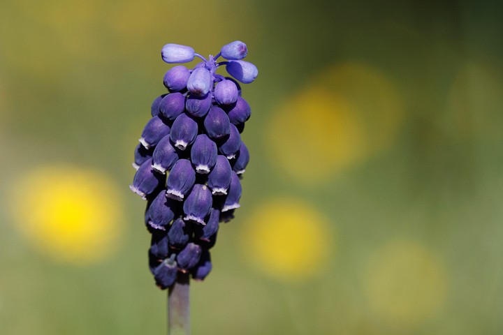 Muscari: Muscari