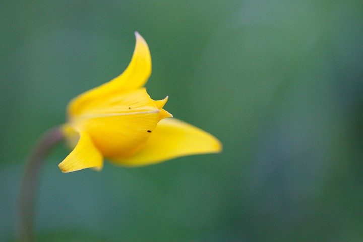 Tulipano selvatico: Tulipano selvatico