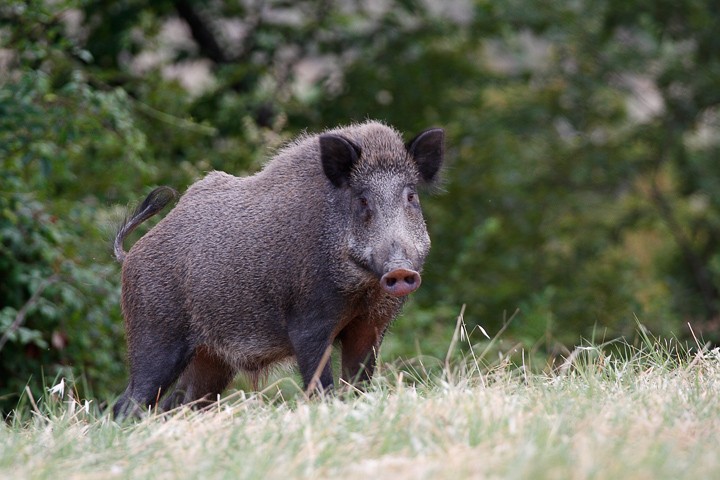 Cinghiale: Cinghiale