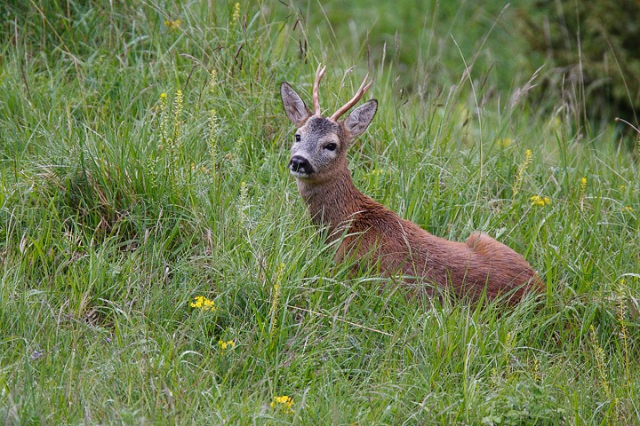 Capriolo: Capriolo