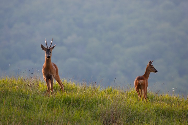 Capriolo maschio e femmina: Capriolo maschio e femmina