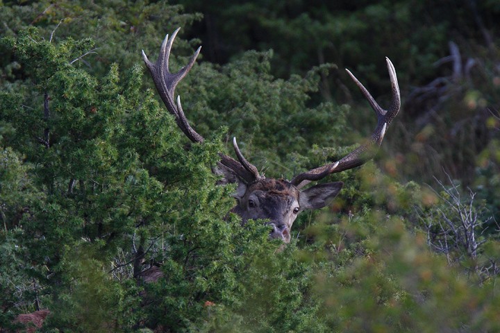 Cervus elaphus P.N.F. Casentinesi: Cervus elaphus P.N.F. Casentinesi