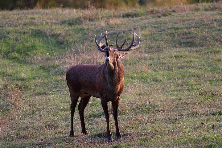 Cervus elaphus P.N.F. Casentinesi: Cervus elaphus P.N.F. Casentinesi