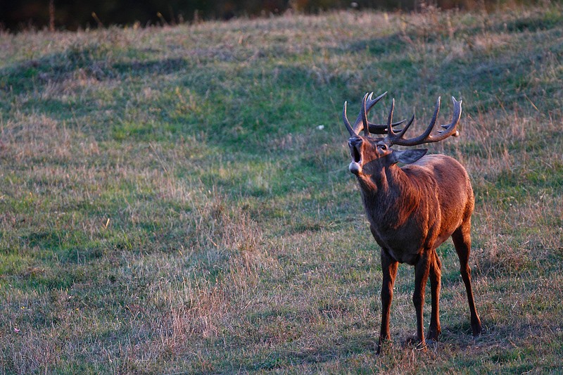 Cervus elaphus P.N.F. Casentinesi: Cervus elaphus P.N.F. Casentinesi