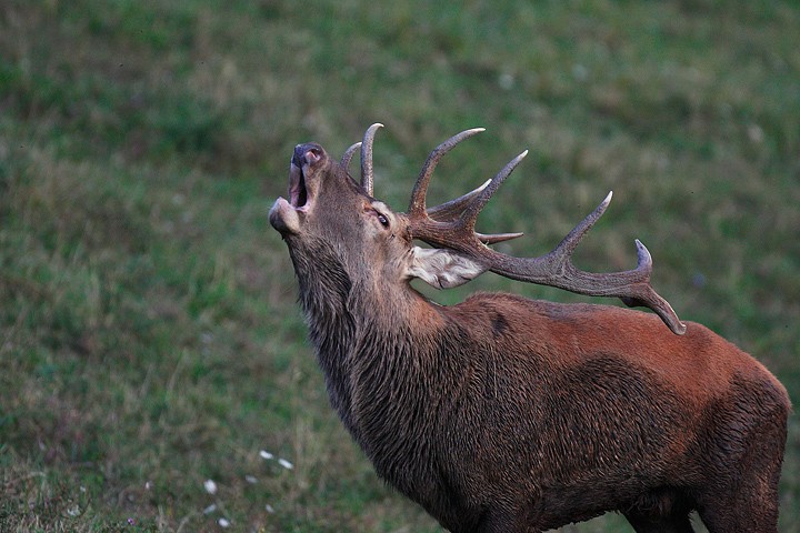 Cervus elaphus P.N.F. Casentinesi: Cervus elaphus P.N.F. Casentinesi